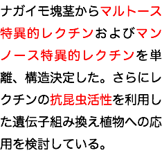 ナガイモ塊茎からマルトース特異的レクチンおよびマンノース特異的レクチンを単離、構造決定した。さらにレクチンの抗昆虫活性を利用した遺伝子組み換え植物への応用を検討している。