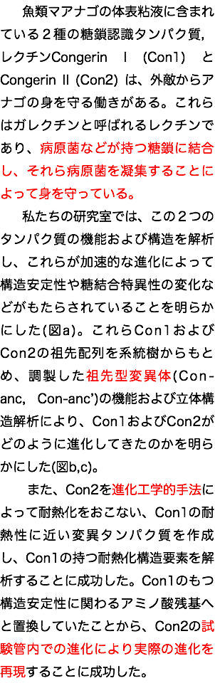  魚類マアナゴの体表粘液に含まれている２種の糖鎖認識タンパク質，レクチンCongerin I (Con1) とCongerin II (Con2) は、外敵からアナゴの身を守る働きがある。これらはガレクチンと呼ばれるレクチンであり、病原菌などが持つ糖鎖に結合し、それら病原菌を凝集することによって身を守っている。 私たちの研究室では、この２つのタンパク質の機能および構造を解析し、これらが加速的な進化によって構造安定性や糖結合特異性の変化などがもたらされていることを明らかにした(図a)。これらCon1およびCon2の祖先配列を系統樹からもとめ、調製した祖先型変異体(Con-anc, Con-anc’)の機能および立体構造解析により、Con1およびCon2がどのように進化してきたのかを明らかにした(図b,c)。 また、Con2を進化工学的手法によって耐熱化をおこない、Con1の耐熱性に近い変異タンパク質を作成し、Con1の持つ耐熱化構造要素を解析することに成功した。Con1のもつ構造安定性に関わるアミノ酸残基へと置換していたことから、Con2の試験管内での進化により実際の進化を再現することに成功した。