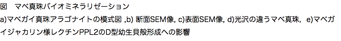 図　マベ真珠バイオミネラリゼーション a)マベガイ真珠アラゴナイトの模式図 ,b) 断面SEM像, c)表面SEM像, d)光沢の違うマベ真珠，e)マベガイジャカリン様レクチンPPL2のD型幼生貝殻形成への影響