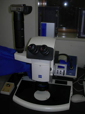 高性能実体顕微鏡