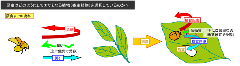 昆虫はどのようにして寄主植物を選択しているのか？