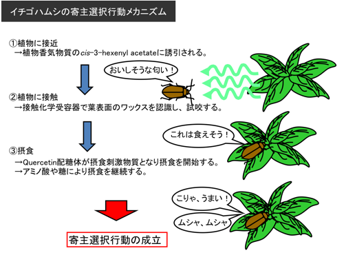 イチゴハムシの寄主選択行動メカニズム