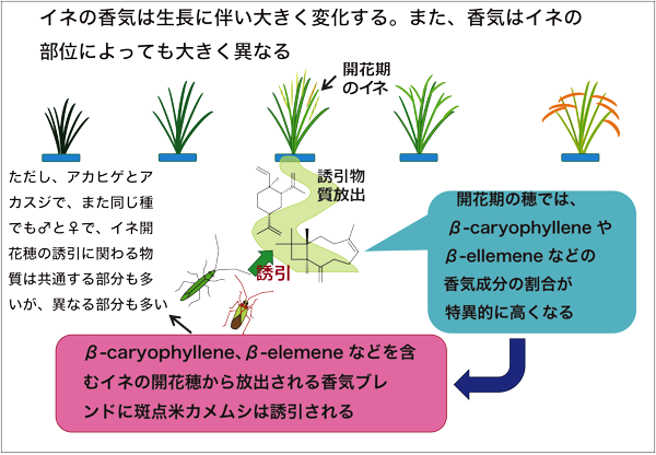 斑点米カメムシの水田への侵入メカニズム