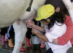 Milking