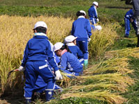 Rice reaping