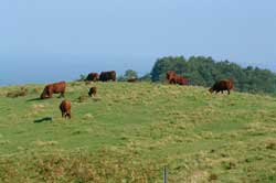 Grassland