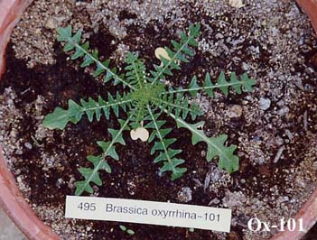 Ox-101(leaf)