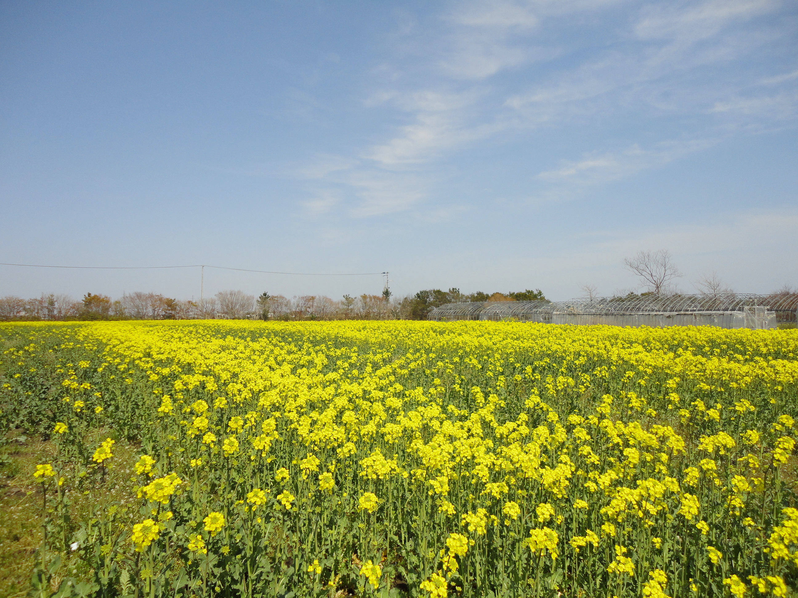 塩害で屋敷林の木が枯れる地域でのセイヨウナタネの栽培