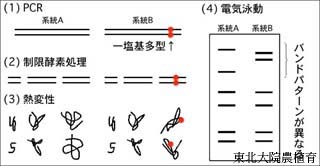 PCR-RF-SSCP͖@