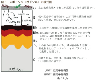 図３：スポドソル（ポドゾル）の模式図