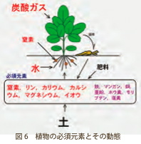 図６：植物の必須元素とその動態