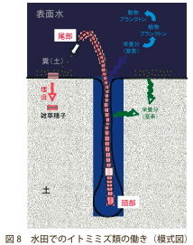 図８：水田でのイトミミズ類の働き（模式図）