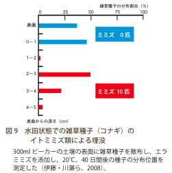 図９：水田状態での雑草種子（コナギ）のイトミミズ類による埋没