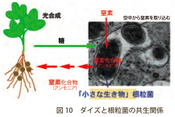 図１０：ダイズと根粒菌の共生関係