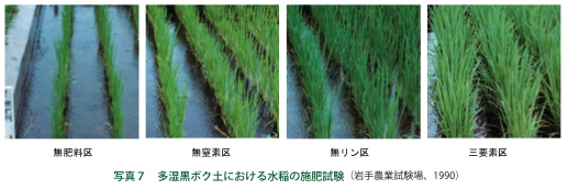 写真７：多湿黒ボク土における水稲の施肥試験