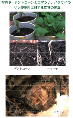 写真９：デントコーンとコマツナ，ハクサイのリン酸肥料に対する応答の差異