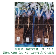 写真１０：強酸性下層土と弱酸性下層土におけるゴボウの生育