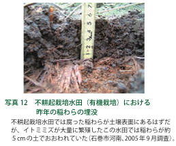 写真１２：不耕起栽培水田（有機栽培）における昨年の稲わらの埋没