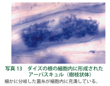 写真１３：ダイズの根の細胞内に形成されたアーバスキュル（樹枝状体）