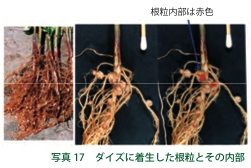 写真１７：ダイズに着生した根粒とその内部