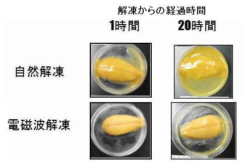 ウニの解凍