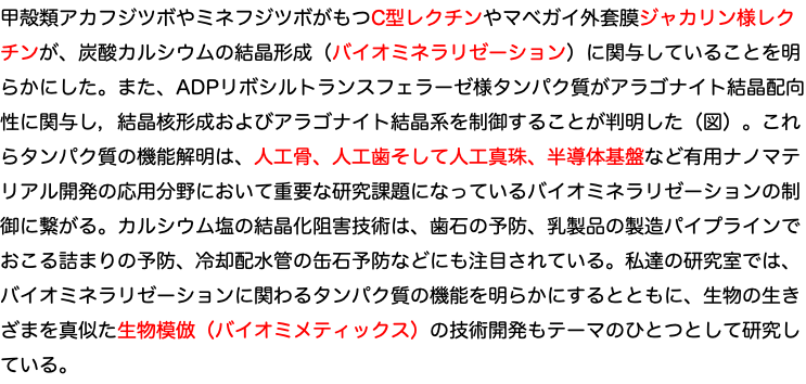 甲殻類アカフジツボやミネフジツボがもつC型レクチンやマベガイ外套膜ジャカリン様レクチンが、炭酸カルシウムの結晶形成（バイオミネラリゼーション）に関与していることを明らかにした。また、ADPリボシルトランスフェラーゼ様タンパク質がアラゴナイト結晶配向性に関与し，結晶核形成およびアラゴナイト結晶系を制御することが判明した（図）。これらタンパク質の機能解明は、人工骨、人工歯そして人工真珠、半導体基盤など有用ナノマテリアル開発の応用分野において重要な研究課題になっているバイオミネラリゼーションの制御に繋がる。カルシウム塩の結晶化阻害技術は、歯石の予防、乳製品の製造パイプラインでおこる詰まりの予防、冷却配水管の缶石予防などにも注目されている。私達の研究室では、バイオミネラリゼーションに関わるタンパク質の機能を明らかにするとともに、生物の生きざまを真似た生物模倣（バイオミメティックス）の技術開発もテーマのひとつとして研究している。