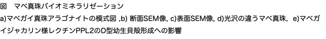 図　マベ真珠バイオミネラリゼーション a)マベガイ真珠アラゴナイトの模式図 ,b) 断面SEM像, c)表面SEM像, d)光沢の違うマベ真珠，e)マベガイジャカリン様レクチンPPL2のD型幼生貝殻形成への影響