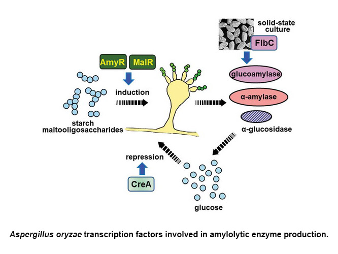アミラーゼ系酵素転写因子