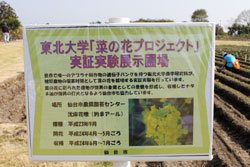 間引きと播種