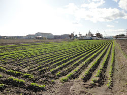 圃場