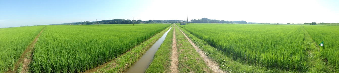 写真:田尻の蕪栗沼(降車したバスはずっと向こうです。)