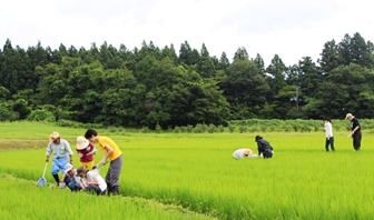 生き物や植物（雑草）の調査
