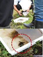 有機栽培水田では、いまでは珍しい「タガメ」も発見！