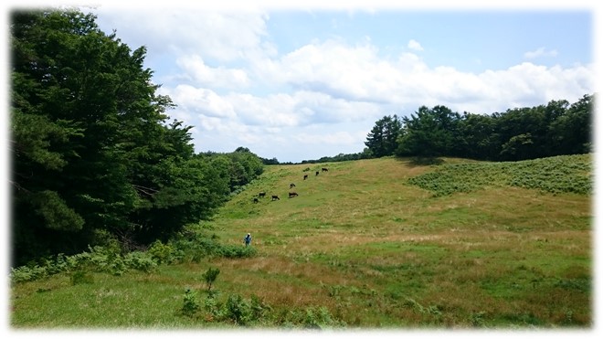 東北大学大学院農学研究科　草地―動物生産生態学分野Laboratory of Grassland-Animal Production and Ecology, Graduate School of Agricultural Science, Tohoku University.